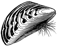 lineart of zebra mussel
